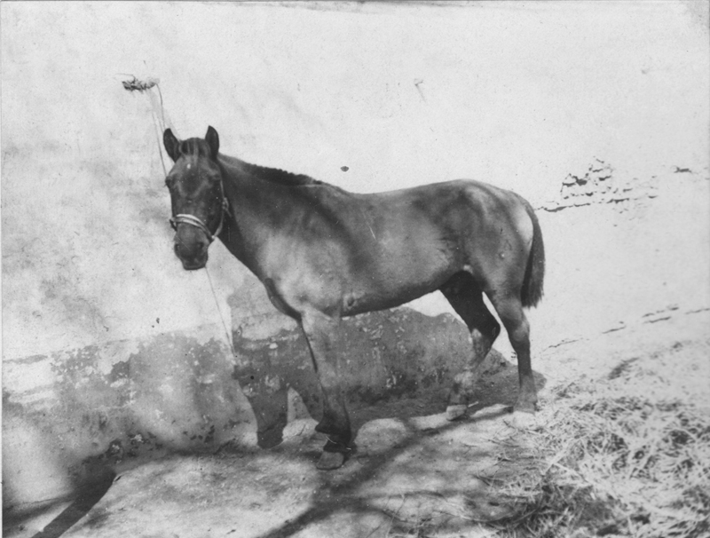 一匹名叫Hottentot的赛马